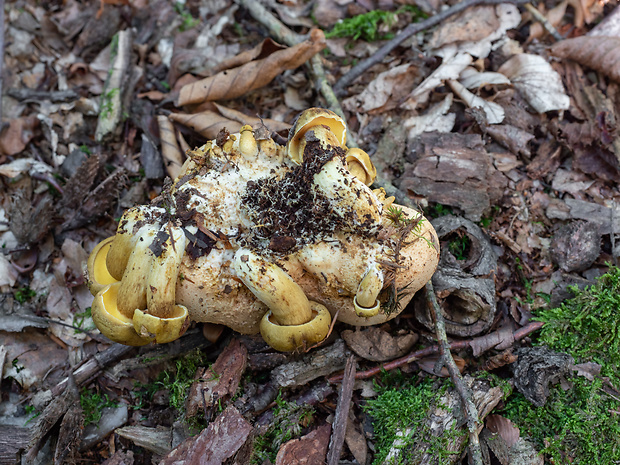 suchohríb cudzopasný Pseudoboletus parasiticus (Bull.) Šutara