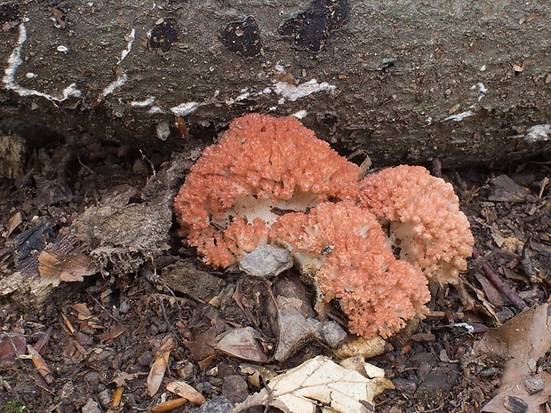 strapačka koralovitá Ramaria botrytis (Pers.) Ricken