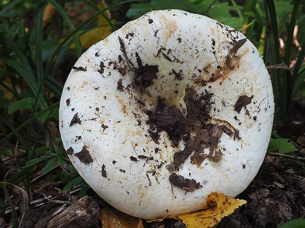 plávka žltovýtrusná Russula flavispora Romagn.