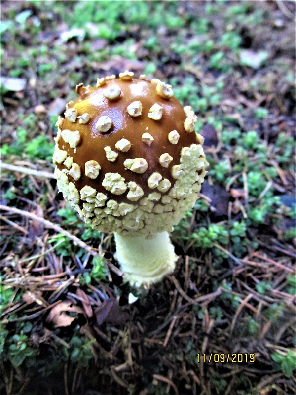 muchotrávka kráľovská Amanita regalis (Fr.) Michael