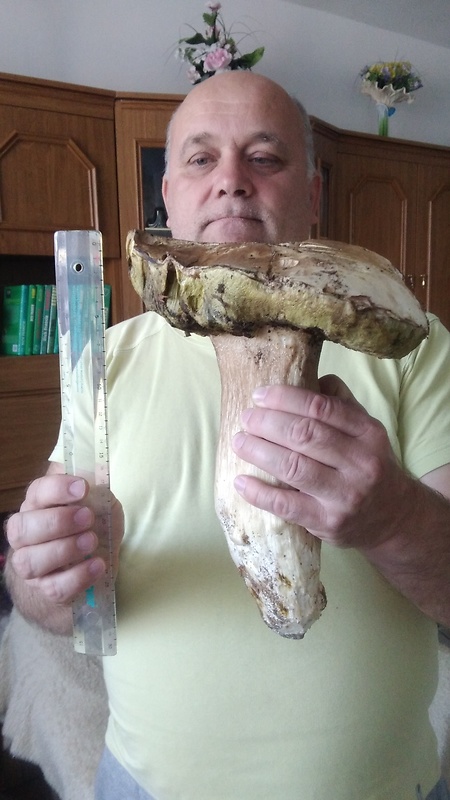 hríb smrekový Boletus edulis Bull.