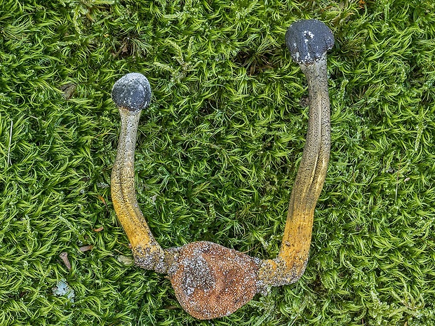 žezlovka veľkovýtrusná Elaphocordyceps cf. longisegmentis (Ginns) G. H. Sung, J. M. Sung, Hywel - Jones, Spatafora