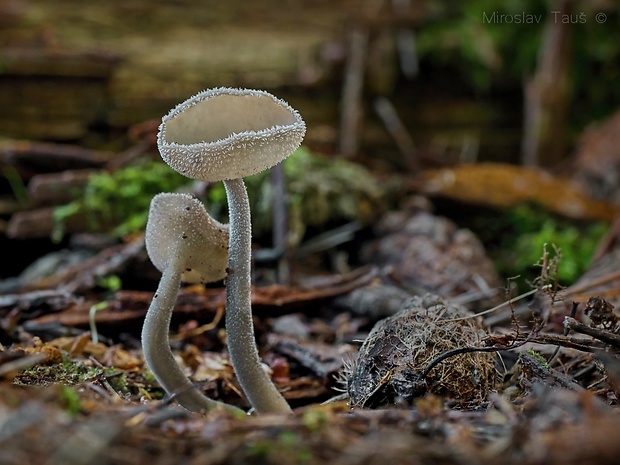 chriapač Helvella fibrosa (Wallr.) Korf