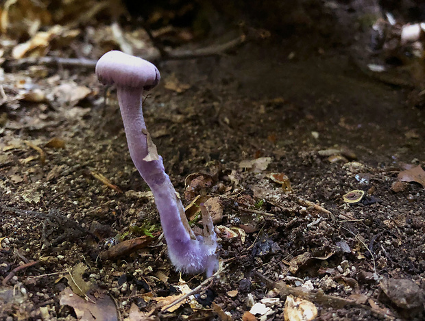 lakovka ametystová Laccaria amethystina (Huds.) Cooke