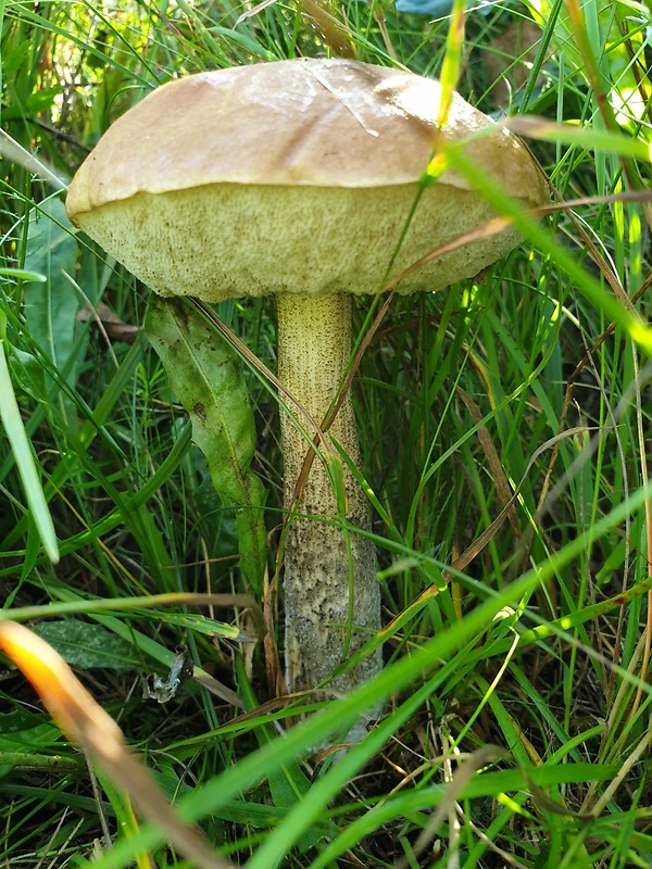 kozák brezový Leccinum scabrum (Bull.) Gray