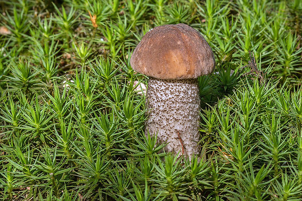 kozák brezový Leccinum scabrum (Bull.) Gray