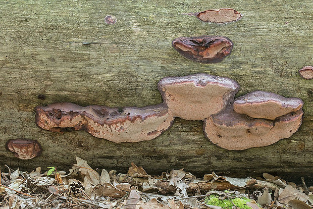 tvarohovček fialovejúci Leptoporus mollis (Pers.) Quél.