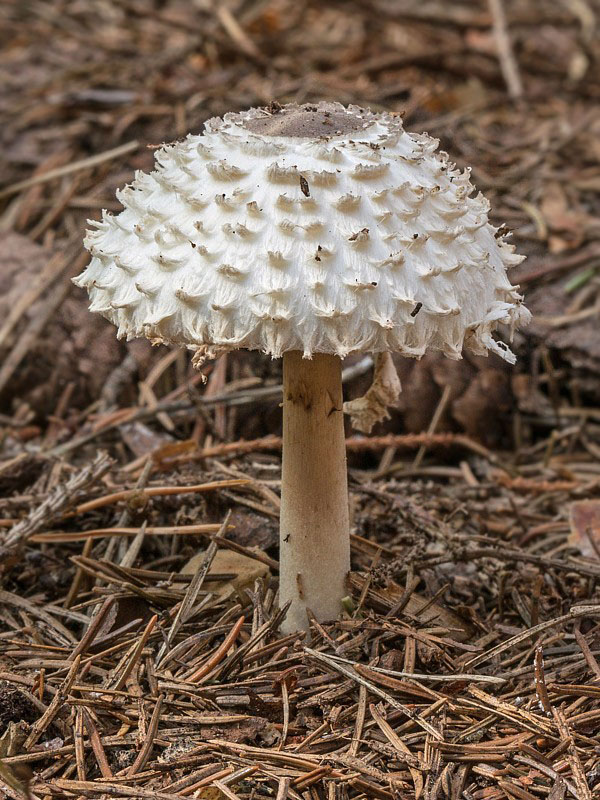 bedľa hustošupinatá Leucoagaricus nympharum (Kalchbr.) Bon