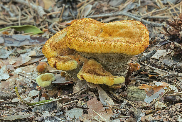 hnedák Schweinitzov Phaeolus schweinitzii (Fr.) Pat.