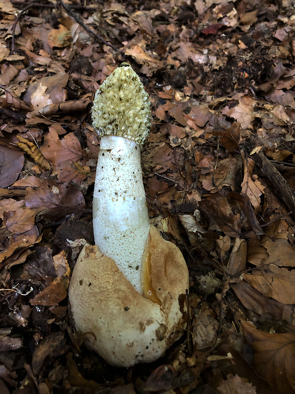 hadovka smradľavá Phallus impudicus L.