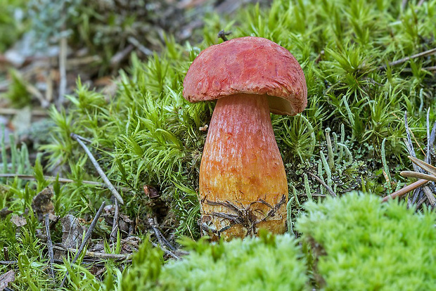 suchohríb marhuľovožltý Rheubarbariboletus armeniacus (Quél.) Vizzini, Simonini & Gelardi