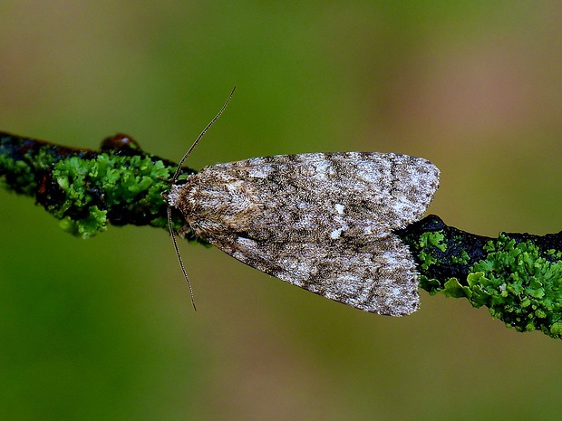 mramorovka obyčajná Acronicta rumicis