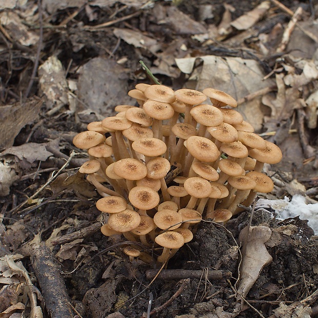 podpňovka bezprsteňová Armillaria socialis (DC.) Fayod