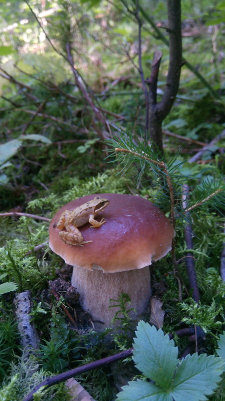 hríb smrekový Boletus edulis Bull.