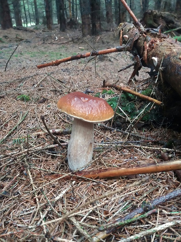 hríb smrekový Boletus edulis Bull.