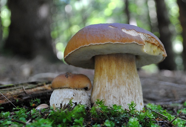 hríb smrekový Boletus edulis Bull.