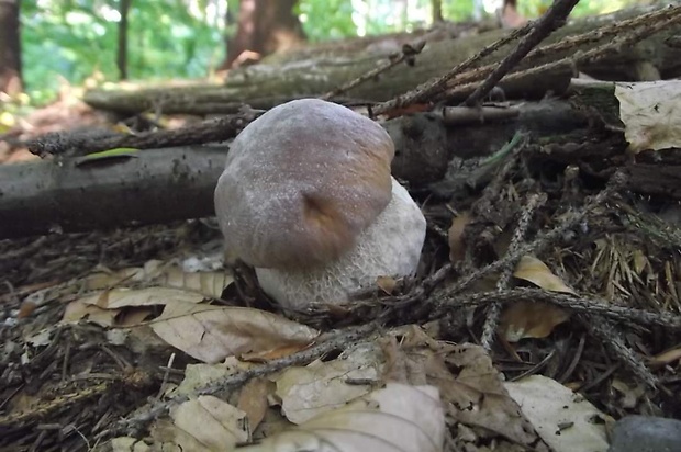 hríb smrekový Boletus edulis Bull.