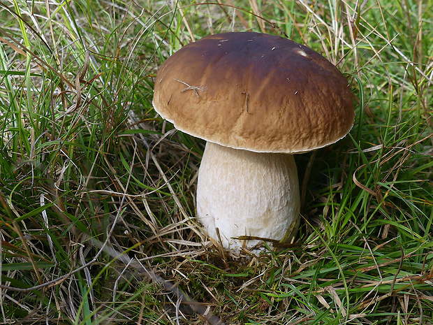 hríb smrekový Boletus edulis Bull.