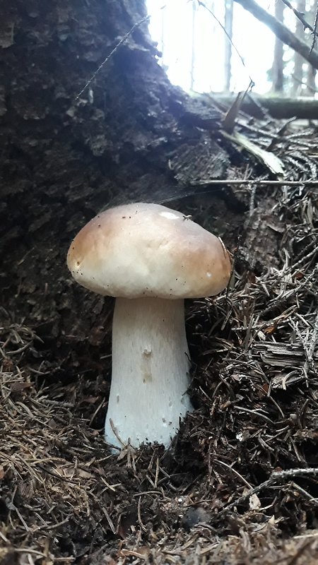 hríb smrekový Boletus edulis Bull.