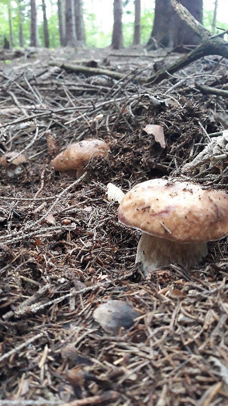 hríb smrekový Boletus edulis Bull.