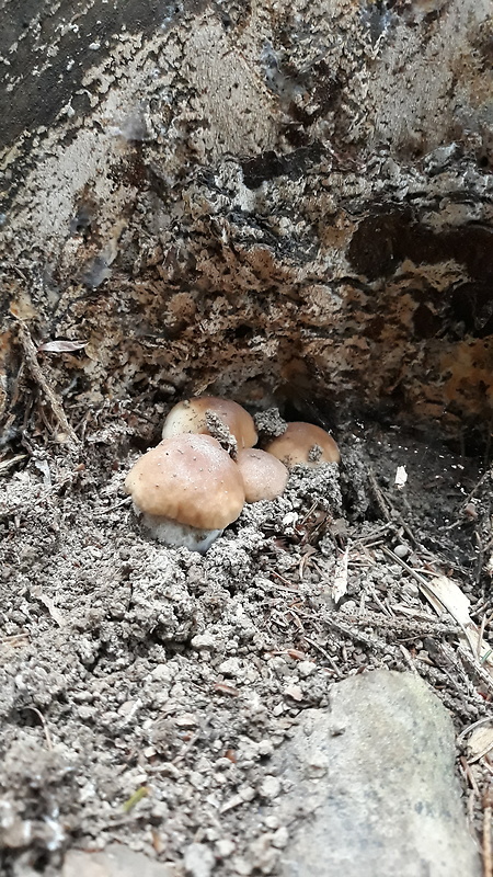 hríb smrekový Boletus edulis Bull.