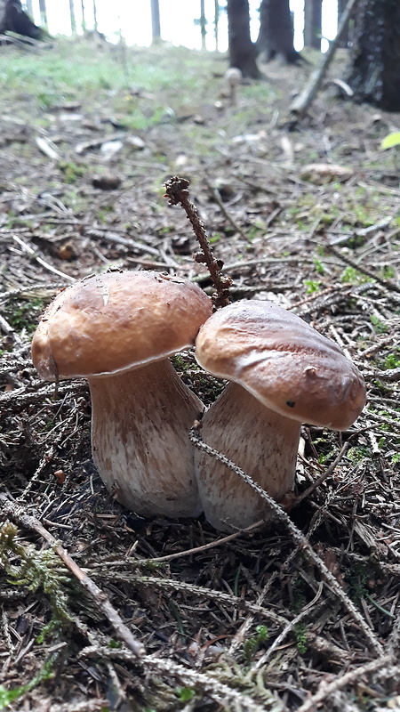 hríb smrekový Boletus edulis Bull.