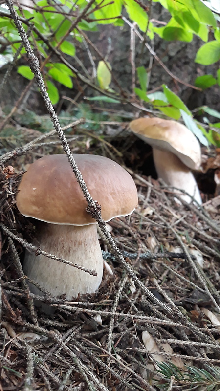 hríb smrekový Boletus edulis Bull.