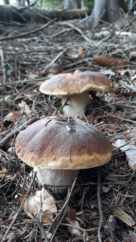 hríb smrekový Boletus edulis Bull.