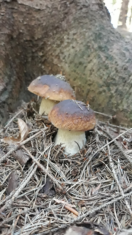 hríb smrekový Boletus edulis Bull.