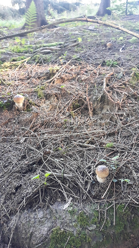 hríb smrekový Boletus edulis Bull.