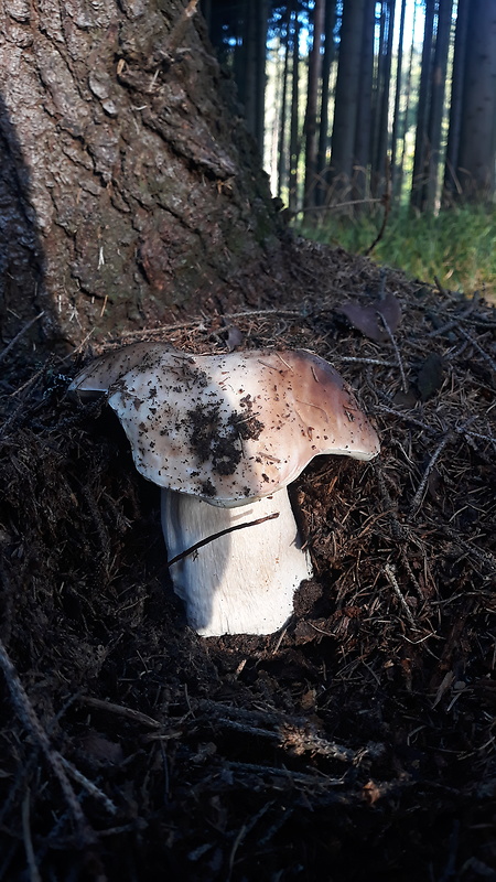 hríb smrekový Boletus edulis Bull.