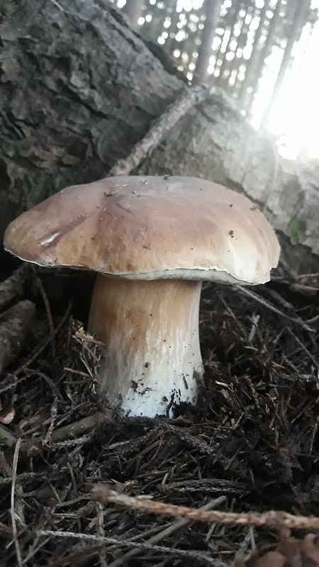 hríb smrekový Boletus edulis Bull.