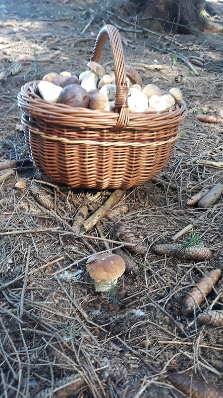 hríb smrekový Boletus edulis Bull.