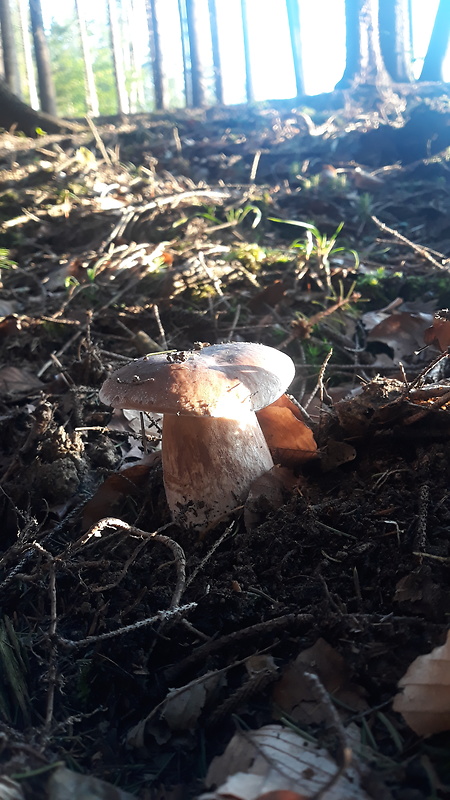 hríb smrekový Boletus edulis Bull.