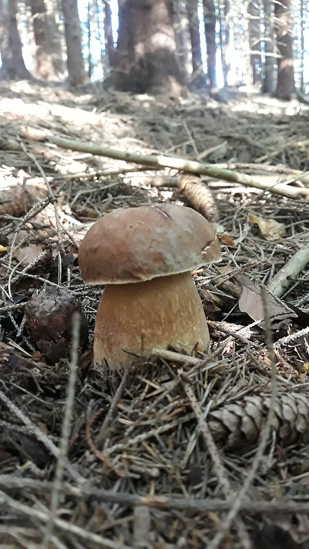 hríb dubový Boletus reticulatus Schaeff.