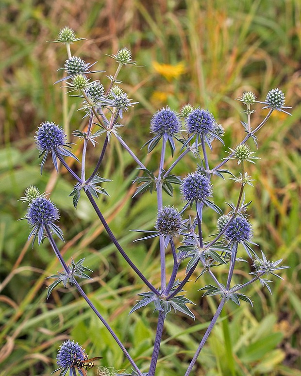 kotúč modrastý Eryngium planum L.