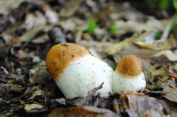 kozák osikový Leccinum albostipitatum den Bakker & Noordel.