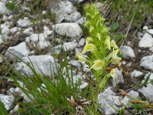 všivec Pedicularis elongata A. Kern