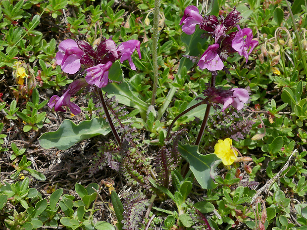 všivec Pedicularis rostratocapitata Crantz