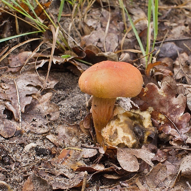 suchohríb marhuľovožltý Rheubarbariboletus armeniacus (Quél.) Vizzini, Simonini & Gelardi