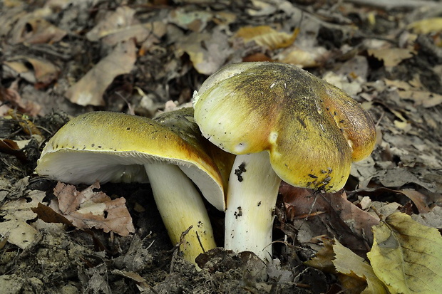 čírovka zelenohnedastá Tricholoma sejunctum (Sowerby) Quél.