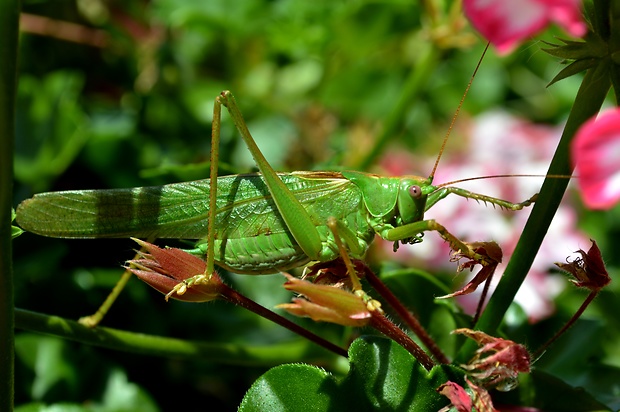 kobylka zelená  tettigonia viridissima