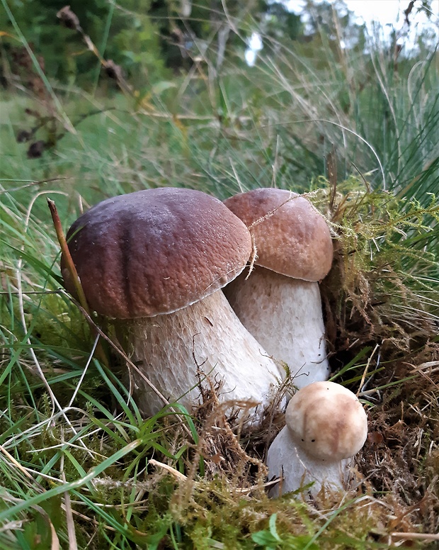 hríb smrekový Boletus edulis Bull.