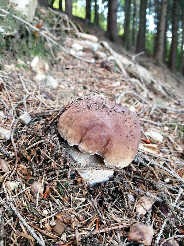 hríb smrekový Boletus edulis Bull.