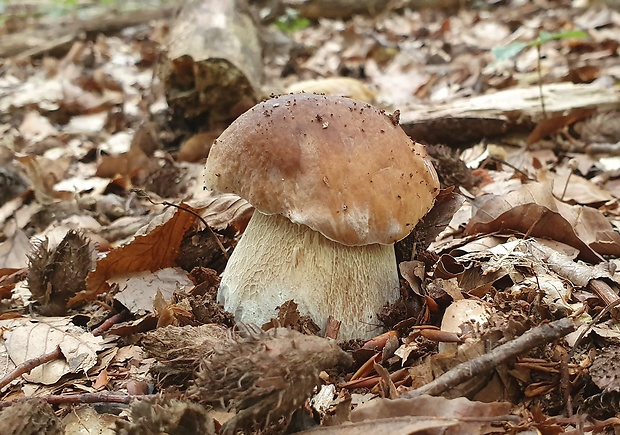 hríb smrekový Boletus edulis Bull.