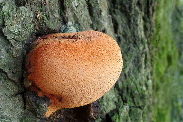 pečeňovec dubový Fistulina hepatica (Schaeff.) With.