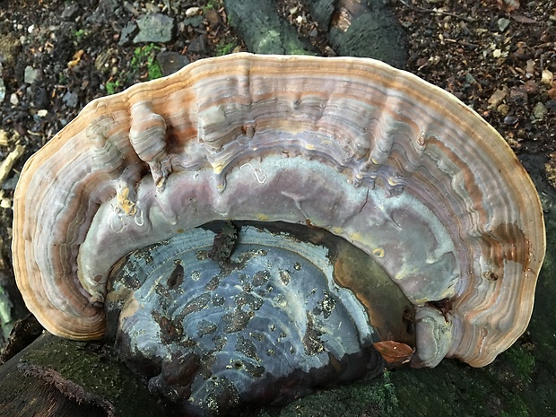 lesklokôrovka plochá Ganoderma applanatum (Pers.) Pat.