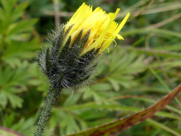 jastrabnik kriváňský Hieracium krivanense (WOL. & ZAHN) SLJAKOV