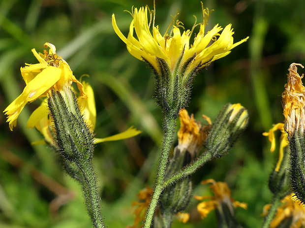 jastrabnik Hieracium prenanthoides