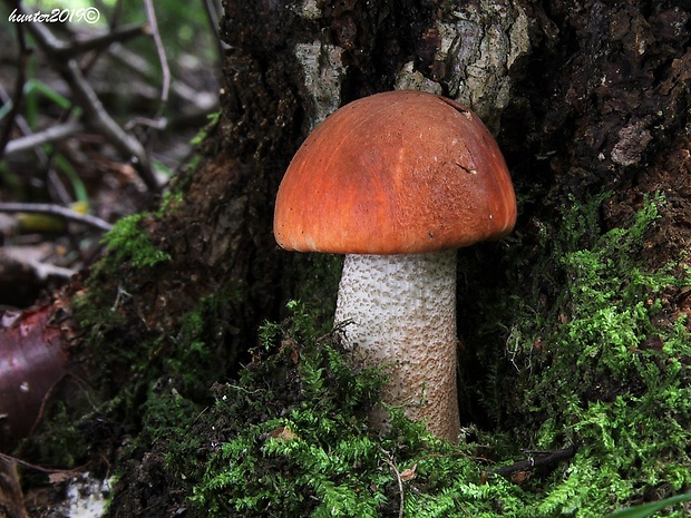 kozák dubový Leccinum aurantiacum (Bull.) Gray